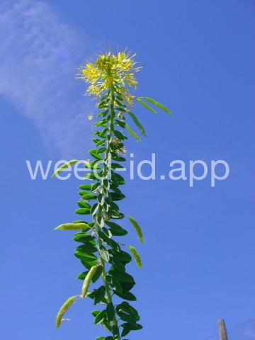 beeplant, yellow